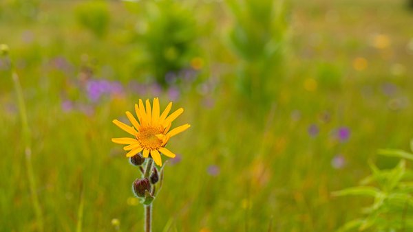 Les secrets d'arnica montana 9 ch révélés pour vous